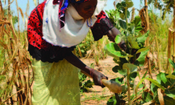 Rabi Saadou with a young Combretum glutinosum tree in her millet field. Photo by Charlie Pye-Smith/ICRAF