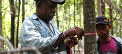 The LUWES method is participatory, working closely with all people involved. Pictured are farmers in Merauka, Papua province, Indonesia, measuring carbon stock. Photo: World Agroforestry Centre/Degi Harja