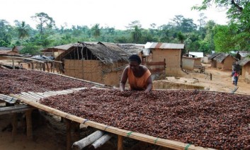 Cocoa production is often a man's world. Women assist but don’t normally own any of the plantations. This gender imbalance could be one factor why children in regions of intensive cocoa production are malnourished. Photo: Elke de Buh