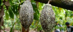 A looming chocolate scarcity? The cocoa story