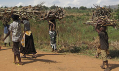 Carrying firewood in Rwanda. Photo by Daisy Ouya/ICRAF
