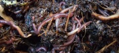 Earthworms. By Yun Huang Yong via Flikr