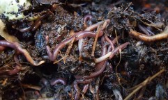 Earthworms. By Yun Huang Yong via Flikr