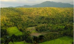Teak in a landscape in Sumbawa, West Nusa Tenggara