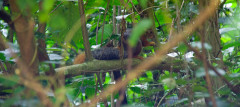 Lushoto Mountain Squirrel in Mazumbai Forest, Usambara Mountains, Tanzania. The region is one of the richest biodiversity hotspots in the world. Photo by David d'O via Flikr
