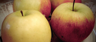 Apples. Photo by Wolfgang Lonien