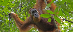 Losing the Sumatran orangutan would be a loss to the world over. Photo by Kip Lee