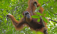 Losing the Sumatran orangutan would be a loss to the world over. Photo by Kip Lee