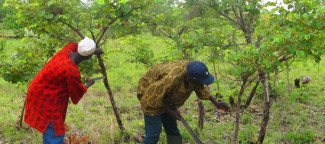 Farmers in Talensi, Ghana, regenerate their trees. Photo by Tony Rinaudo