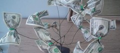 trees and money